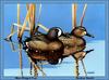 [Animal Art - Rockue Knuth] Blue-winged Teal pair (Anas discors)