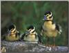 Black-bellied Whistling-duck ducklings (Dendrocygna autumnalis)