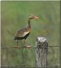 Black-bellied Whistling-duck (Dendrocygna autumnalis)