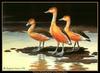 [Animal Art - Maynard Reece] Fulvous Whistling-duck trio (Dendrocygna bicolor)