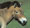 Przewalski's Wild Horse (Equus caballus przewalskii)