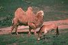 Przewalski's Wild Horse (Equus caballus przewalskii)