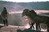 Przewalski's Wild Horse (Equus caballus przewalskii)