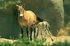 Przewalski's Wild Horse (Equus caballus przewalskii)