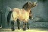 Przewalski's Wild Horse (Equus caballus przewalskii)