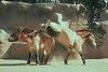 Przewalski's Wild Horse (Equus caballus przewalskii)