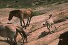 Przewalski's Wild Horse (Equus caballus przewalskii)