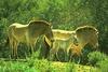 Przewalski's Wild Horse (Equus caballus przewalskii)