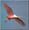 Roseate Spoonbill (Ajaia ajaja)