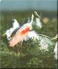 Roseate Spoonbill (Ajaia ajaja)