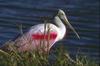 Roseate Spoonbill (Ajaia ajaja)