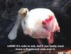 Roseate Spoonbill (Ajaia ajaja)