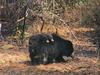 Sloth Bear & cubs (Melursus ursinus)