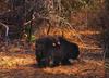 Sloth Bear & cubs (Melursus ursinus)