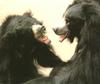 Sloth Bear pair (Melursus ursinus)