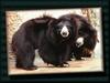 Sloth Bear pair (Melursus ursinus)