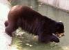 Spectacled Bear (Tremarctos ornatus)