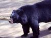 Sun Bear (Helarctos malayanus)