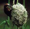 Weaver (Ploceus sp.?)