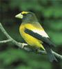 Evening Grosbeak (Coccothraustes vespertinus)