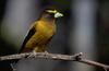 Evening Grosbeak (Coccothraustes vespertinus)