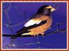 Evening Grosbeak (Coccothraustes vespertinus)