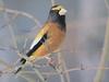 Evening Grosbeak (Coccothraustes vespertinus)