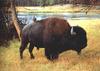 Wisent (Bison bonasus)