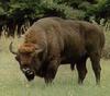 Wisent (Bison bonasus)