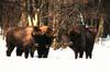 Wisent (Bison bonasus)