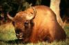 Wisent (Bison bonasus)