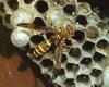 Polistes Paper Wasp (Polistes sp.)