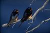 Barn Swallow pair (Hirundo rustica)