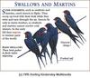 Barn Swallow flock (Hirundo rustica)
