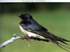 Barn Swallow (Hirundo rustica)