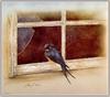 [Animal Art - Sherry Nelson] Barn Swallow (Hirundo rustica)