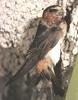 Cliff Swallow (Hirundo pyrrhonota)