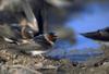 Cliff Swallow (Hirundo pyrrhonota)
