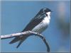 Tree Swallow (Tachycineta bicolor)