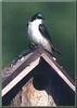 Tree Swallow (Tachycineta bicolor)