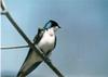 Tree Swallow (Tachycineta bicolor)