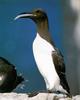 Guillemot, Common Murre (Uria aalge)