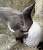 Guillemot, Common Murre (Uria aalge)