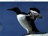 Guillemot, Common Murre (Uria aalge)