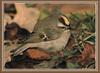 Golden-crowned Kinglet (Regulus satrapa)