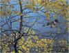 [Animal Art - Robert Bateman] Kingfisher (Alcedinidae)