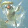 Kingfisher (Alcedinidae)