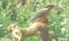 Kingfisher (Alcedinidae)