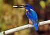 Azure Kingfisher (Alcedo azurea)