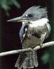 Belted Kingfisher (Ceryle alcyon; Megaceryle alcyon)
